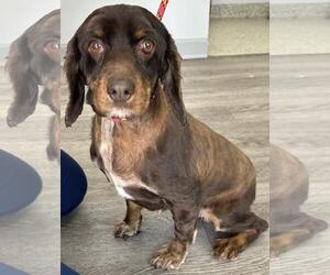 Cocker Spaniel Dogs for adoption in Westminster, MD, USA