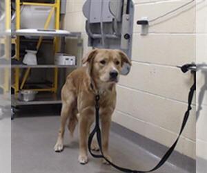 Golden Retriever-Unknown Mix Dogs for adoption in Denver, CO, USA