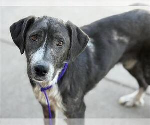 Labrador Retriever-Unknown Mix Dogs for adoption in Tulsa, OK, USA