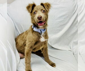 Retriever -Unknown Mix Dogs for adoption in Rockaway, NJ, USA