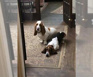 Basset Hound Dogs for adoption in Dublin, OH, USA