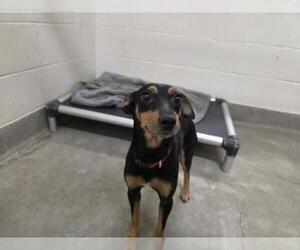 Miniature Pinscher Dogs for adoption in Jackson, CA, USA
