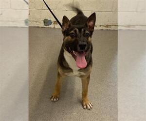 German Shepherd Dog Dogs for adoption in San Bernardino, CA, USA