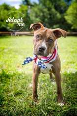 Small American Pit Bull Terrier-American Staffordshire Terrier Mix