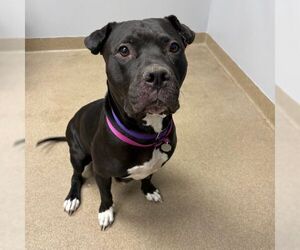 Mutt Dogs for adoption in Aurora, CO, USA