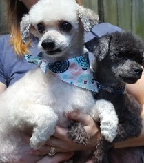 Poodle (Toy) Dogs for adoption in Cary, NC, USA