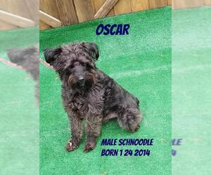 Poodle (Miniature)-Unknown Mix Dogs for adoption in Huddleston, VA, USA