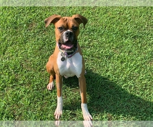 Boxer Dogs for adoption in Wyoming, MI, USA