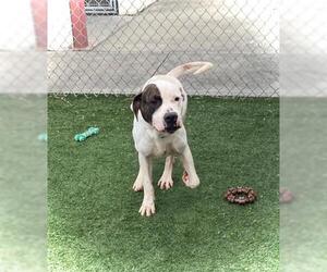 American Bulldog Dogs for adoption in Texas City, TX, USA