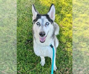 Siberian Husky Dogs for adoption in Sacramento, CA, USA