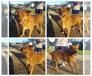 Mutt Dogs for adoption in Denison, TX, USA