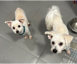 Maltese Dogs for adoption in Fargo, ND, USA