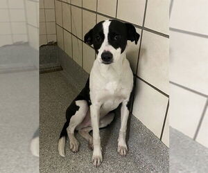 Pointer-Unknown Mix Dogs for adoption in Pasadena, TX, USA