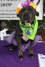 American Staffordshire Terrier Dogs for adoption in pomfret, CT, USA