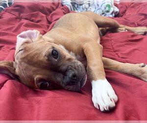 Boxer-Unknown Mix Dogs for adoption in Corona, CA, USA