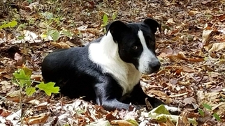 Australian Shepherd-Unknown Mix Dogs for adoption in JAMESTOWN, TN, USA