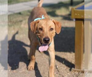 Labrador Retriever-Unknown Mix Dogs for adoption in San Antonio, TX, USA
