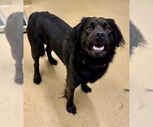 Labrador Retriever-Unknown Mix Dogs for adoption in Derwood, MD, USA