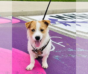 Jack Russell Terrier-Unknown Mix Dogs for adoption in Germantown, OH, USA