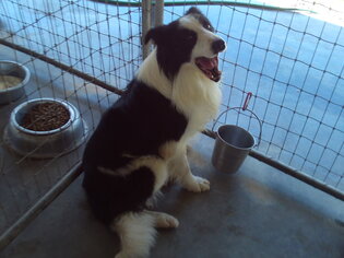 Medium Photo #1 Border Collie Puppy For Sale in Bonifay, MO, USA