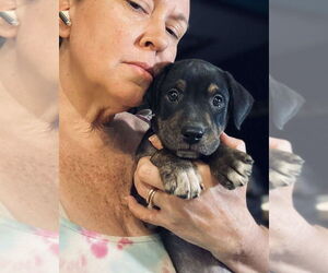 Labrador Retriever-Unknown Mix Dogs for adoption in Palatine/Kildeer/Buffalo grove, IL, USA