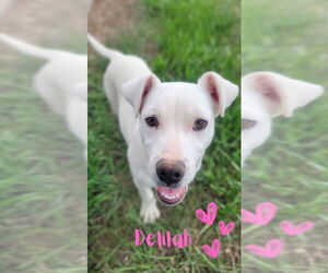 American Pit Bull Terrier-Labrador Retriever Mix Dogs for adoption in Monte Vista, CO, USA