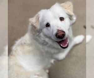Australian Eskimo Dogs for adoption in Aurora, CO, USA