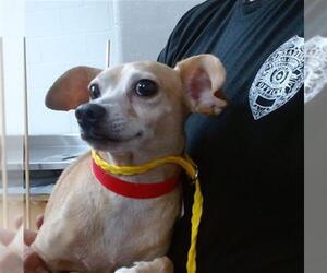 Chihuahua-Unknown Mix Dogs for adoption in Pasadena, TX, USA