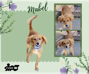 Dachshund-Spaniel Mix Dogs for adoption in Lindsay, CA, USA