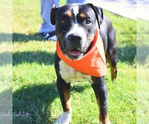 American Staffordshire Terrier Dogs for adoption in San Antonio, TX, USA