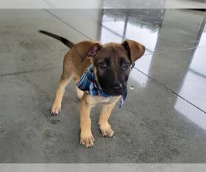 American Pit Bull Terrier-German Shepherd Dog Mix Dogs for adoption in Santa Clara, CA, USA