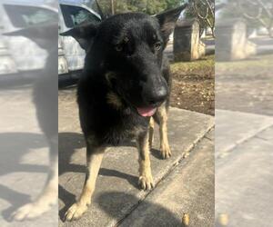 German Shepherd Dog Dogs for adoption in San Antonio, TX, USA