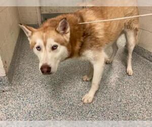 Siberian Husky Dogs for adoption in Long Beach, CA, USA