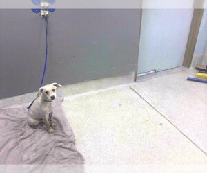 Rat Terrier-Unknown Mix Dogs for adoption in Tallahassee, FL, USA