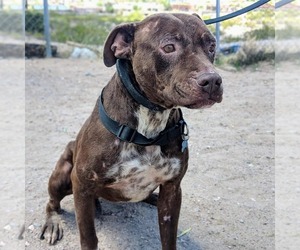 American Pit Bull Terrier-Unknown Mix Dogs for adoption in Canutillo, TX, USA