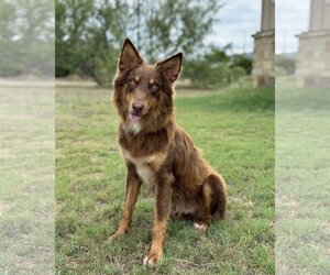 Australian Shepherd Dogs for adoption in PIPE CREEK, TX, USA