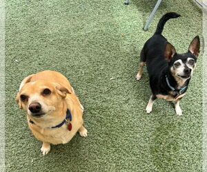 Chihuahua-Unknown Mix Dogs for adoption in Tempe , AZ, USA