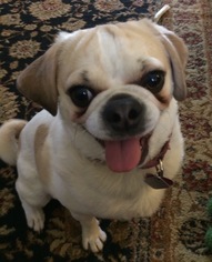 Medium Photo #1 Puggle Puppy For Sale in Indianapolis, IN, USA