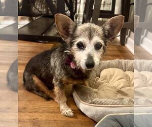 Mutt Dogs for adoption in Spring Lake, NC, USA