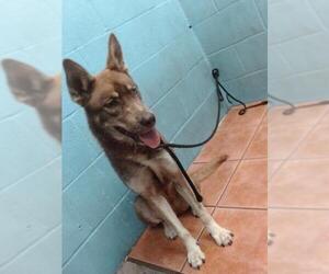 Medium Photo #1 Australian Kelpie-Siberian Husky Mix Puppy For Sale in Downey, CA, USA