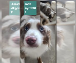 Australian Shepherd-Unknown Mix Dogs for adoption in Cranston, RI, USA