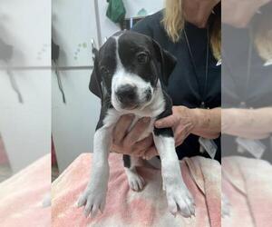 Labrador Retriever-Unknown Mix Dogs for adoption in San Andreas, CA, USA