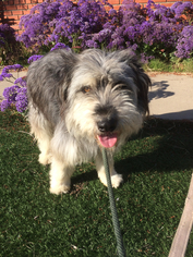 Small Bearded Collie-Old English Sheepdog Mix