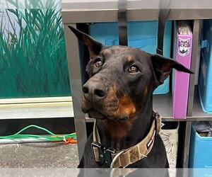 Doberman Pinscher Dogs for adoption in Redwood City, CA, USA