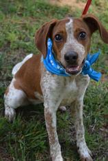 English Coonhound-Unknown Mix Dogs for adoption in Brevard, NC, USA