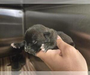 American Staffordshire Terrier-Unknown Mix Dogs for adoption in Houston, TX, USA