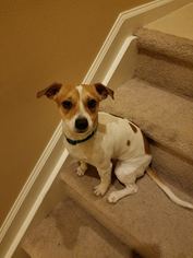 Jack Russell Terrier Dogs for adoption in Fort Lauderdale, FL, USA