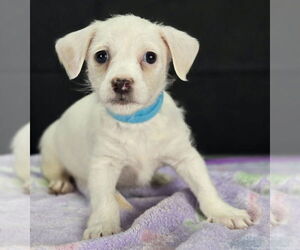 Rat Terrier-Unknown Mix Dogs for adoption in Lakewood, CO, USA