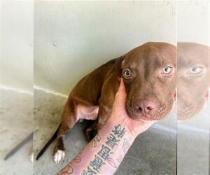 American Pit Bull Terrier-Unknown Mix Dogs for adoption in San Bernardino, CA, USA