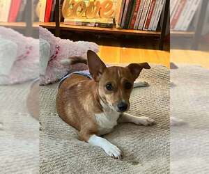 Rat-Cha Dogs for adoption in Princeton, MN, USA